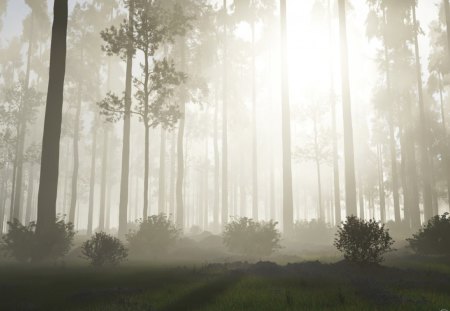 Fog Forest - forest, fog, nature, mist