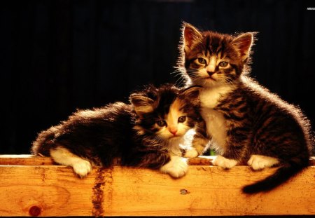 2 Kittens - pets, kittens, cute animals, cats, animals, wildlife