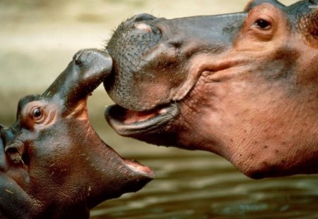 2 Hippopotamus - nature, baby hippo, hippo, animals, wildlife