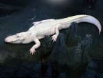 White Alligator