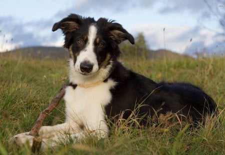 Border Collie - pets, animals, border collie, dogs, leash, nature