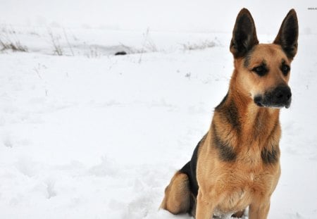 German Shepherd in Snow - nature, snow, german shepherd, dogs, pets