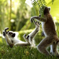 2 Ring Tailed Lemurs