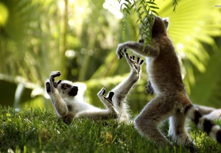 2 Ring Tailed Lemurs - wildlife, animals playing, lemurs, nature, animals