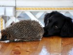 Hedgehog and Labrador