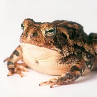 Toad