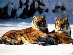 2 Tigers Laying in Snow