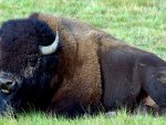 Buffalo