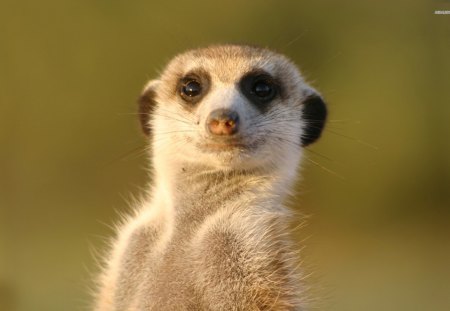 Meerkat - nature, animals, wildlife, meerkat