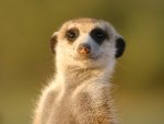 Meerkat