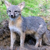 Gray Fox