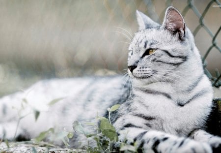 Striped Cat - pets, white cat, striped cat, nature, cat, animals