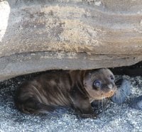 Look Again, Baby Sealâ™¥