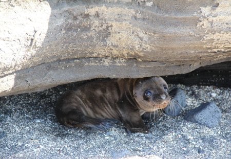 Look Again, Baby Sealâ™¥ - love, adorable, animals, sweetheart, new life, tiny, mammal, forever, fellow, sweet, small, foca, little, happy