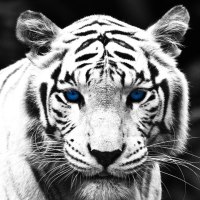 Blue Eyed Tiger
