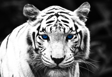 Blue Eyed Tiger - wildlife, nature, big cats, white tiger, tiger