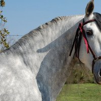 Andalusian Horse