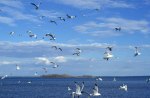 birds flying over the sea