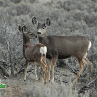 Mother Deer and Fawn