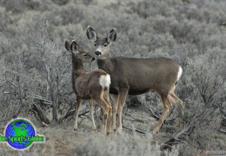 Mother Deer and Fawn - nature, wildlife, buck, doe, animals, fawn, white tail deer