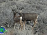 Mother Deer and Fawn