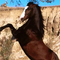 Mustang Stallion Rearing