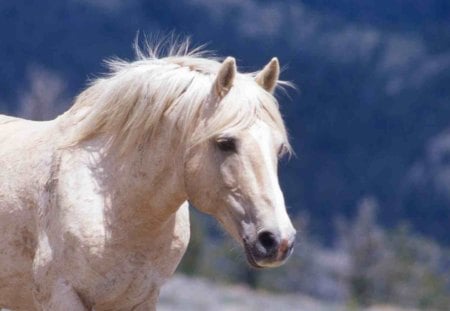 White Mare - pony, wild horse, animal, nature, mare, horse