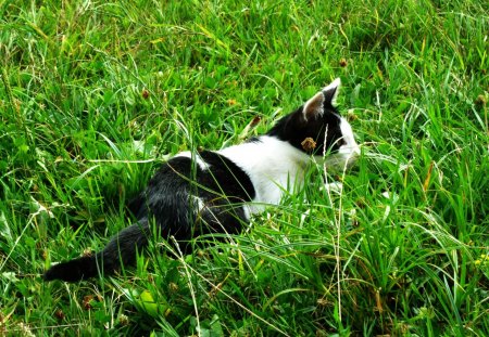 Black&White Kitty - hug, grass, lovely, kitty