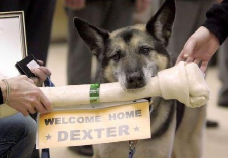 Welcome Home Dexter - marines, usmc, marine corps, recon