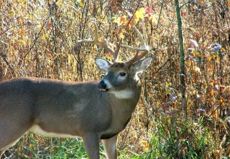 Wild Buck in the Woods - nature, wildlife, buck, doe, animals, fawn, white tailed deer