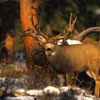 Deer in Snow