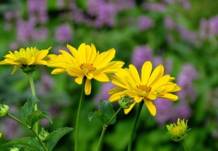 My garden - nice, country, lila, summer