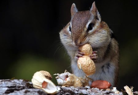 Hungry Squirrel - peanuts, hungry, nuts, squirrel