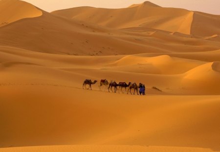 SANDS OF THE SAHARA - arid, deserts, africa, sahara, caravan, camels, sand