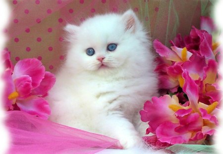 Fluffy wonderâ™¥ - love, polka dots, animals, blue eyes, pet, wonderful, kitten, white, precious, forever, pink, cats, flowers, friend