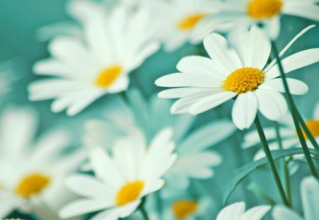 Shiny camomile♥ - sunny, yellow, summer, fields, love, precious, flowers, daisies, magnificent, white, nature, shine, softness