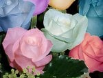 different colored roses