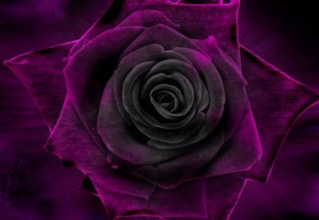 VELVET ROSE - black, velvet, rose, purple