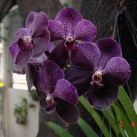 purple orchids