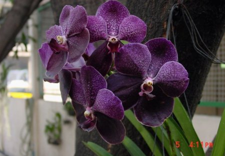 purple orchids