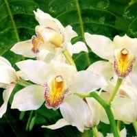 White orchids