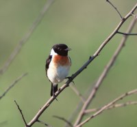 Beautiful Small Bird