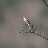 Small Little Bird on a Limb