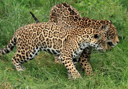 Jaguars - jaguars, spots, two, grass