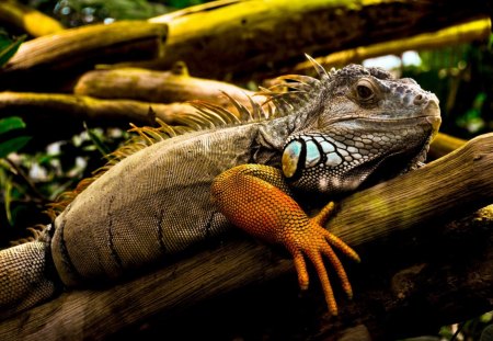 Iguana - branch, reptile, tree, iguana