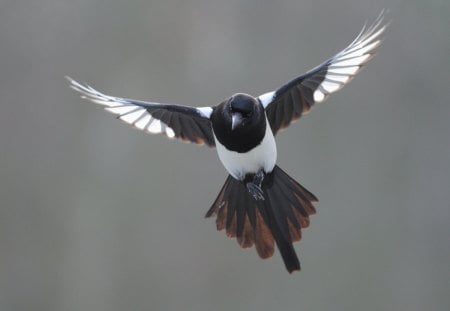 Magpie - magpie, black, white, flight