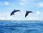 Dolphins jumping