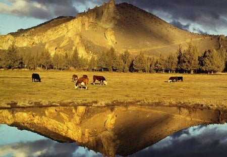 Reflecting nature - reflecting, nature, horse, mountain