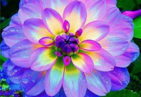 colorful flower - colorful, colors, flower, beautiful