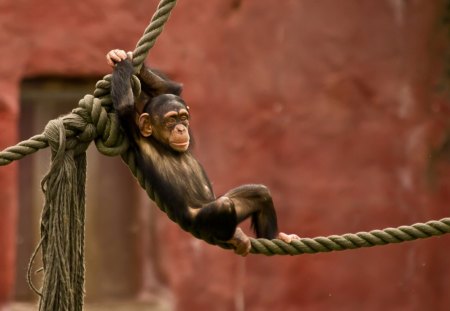 Cool Monkey - swing, monkey, rope, cool